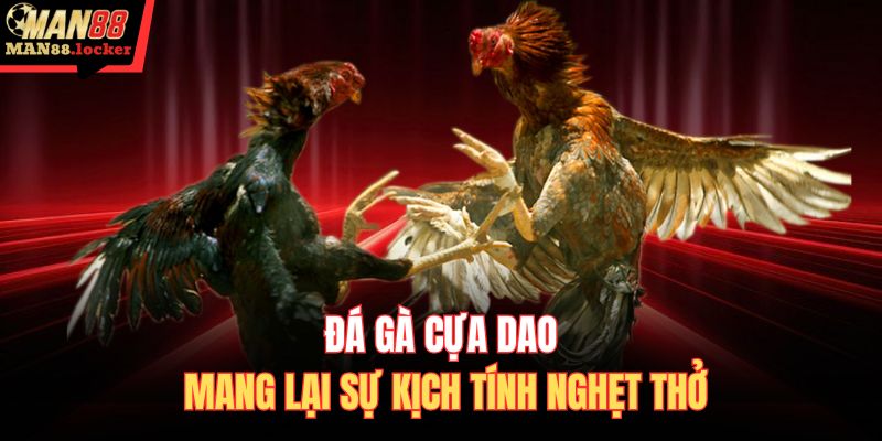 Đá gà cựa dao mang lại sự kịch tính nghẹt thở