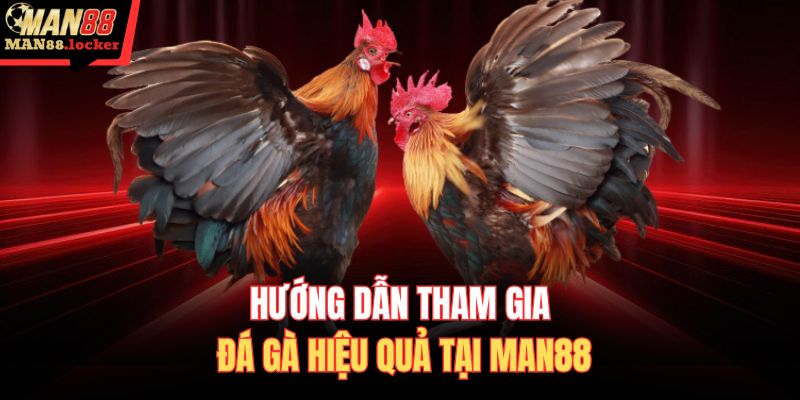 Hướng dẫn tham gia đá gà hiệu quả tại MAN88 